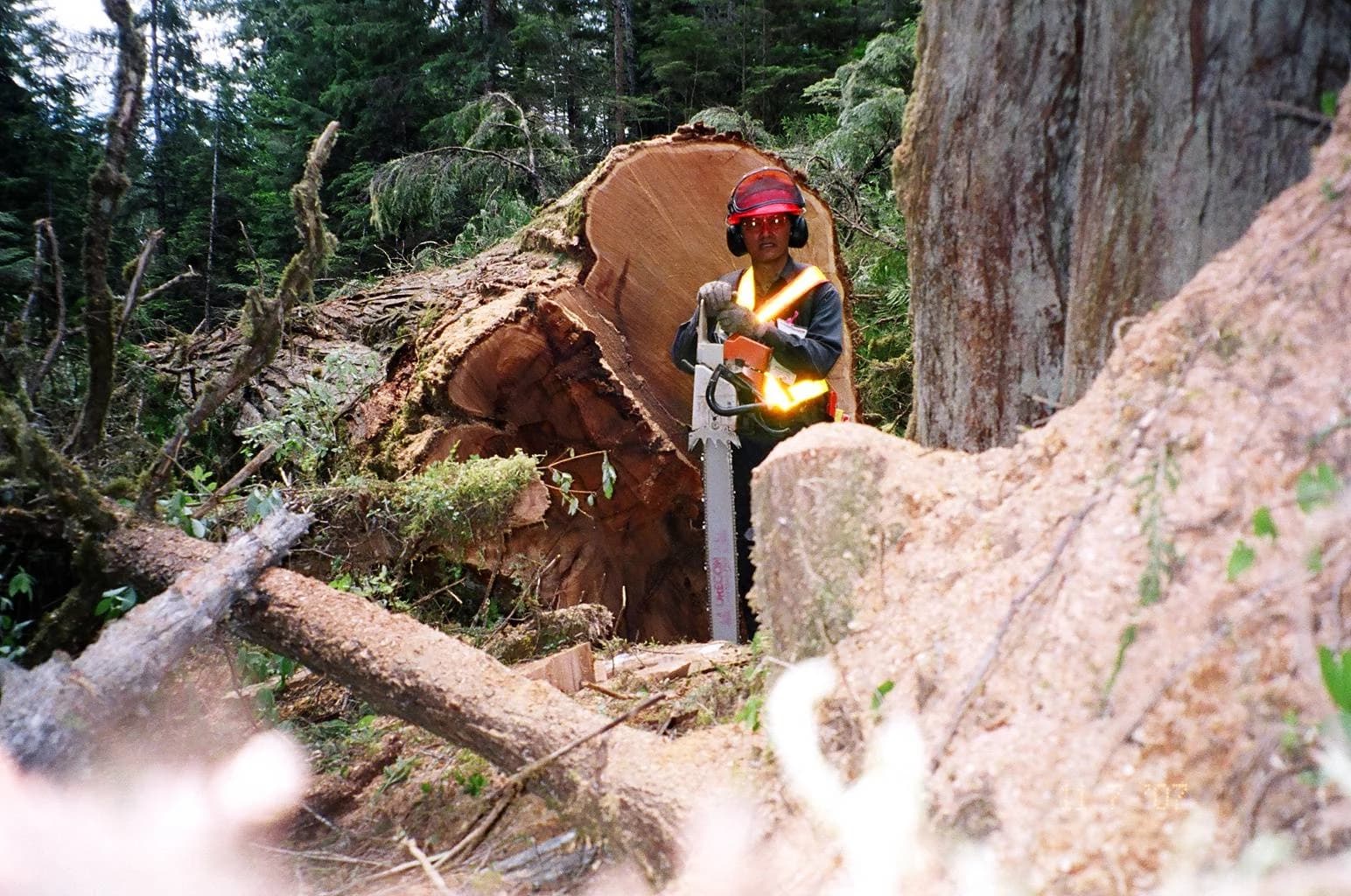 A professional logger wearing full personal protective equipment PPE stands with a chainsaw next to a large, freshly felled tree in a forest.