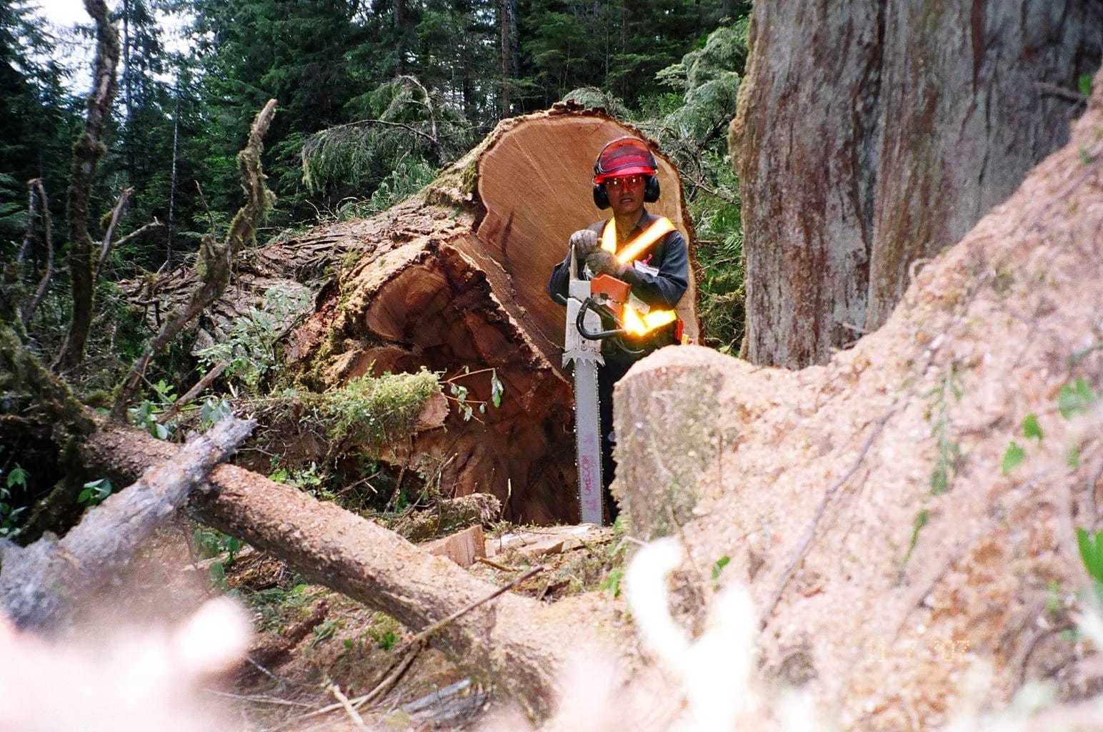 A professional logger wearing full personal protective equipment PPE stands with a chainsaw next to a large, freshly felled tree in a forest.
